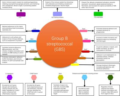 Current research update on group B streptococcal infection related to obstetrics and gynecology